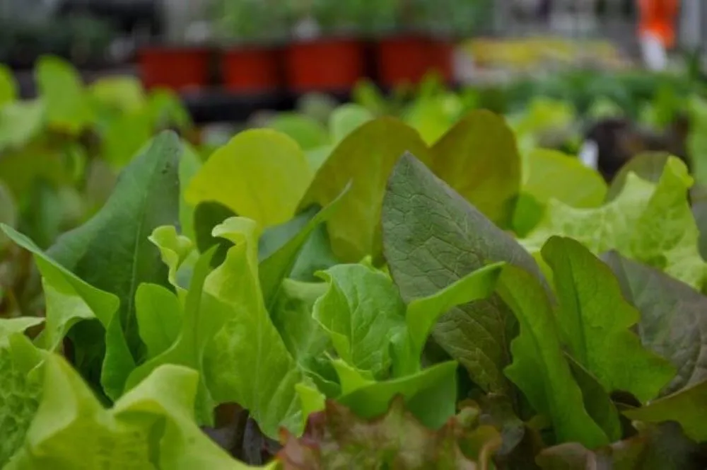 Professional garden landscaping in Maple Grove, MN by Lynde Greenhouse & Nursery