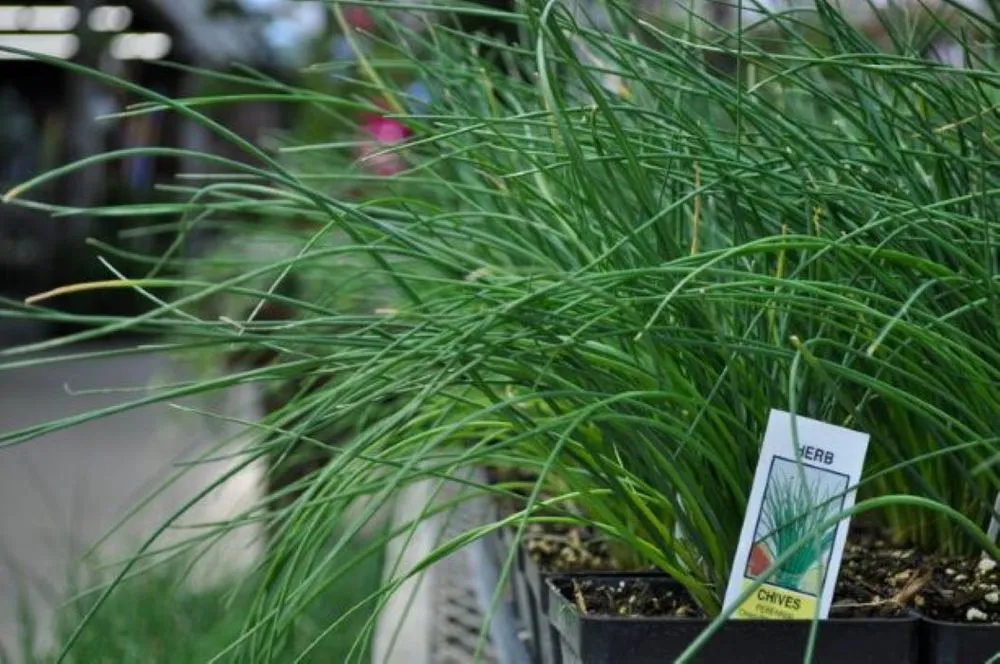 Reliable landscaping services for homes across Maple Grove, MN - Lynde Greenhouse & Nursery