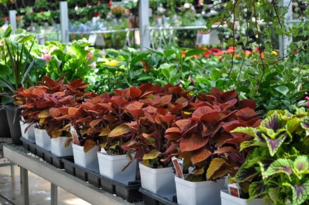 Expert lawn care service experts serving Maple Grove, MN - Lynde Greenhouse & Nursery