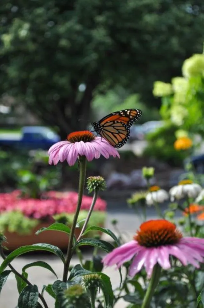 Trusted landscaping services experts serving Maple Grove, MN - Lynde Greenhouse & Nursery