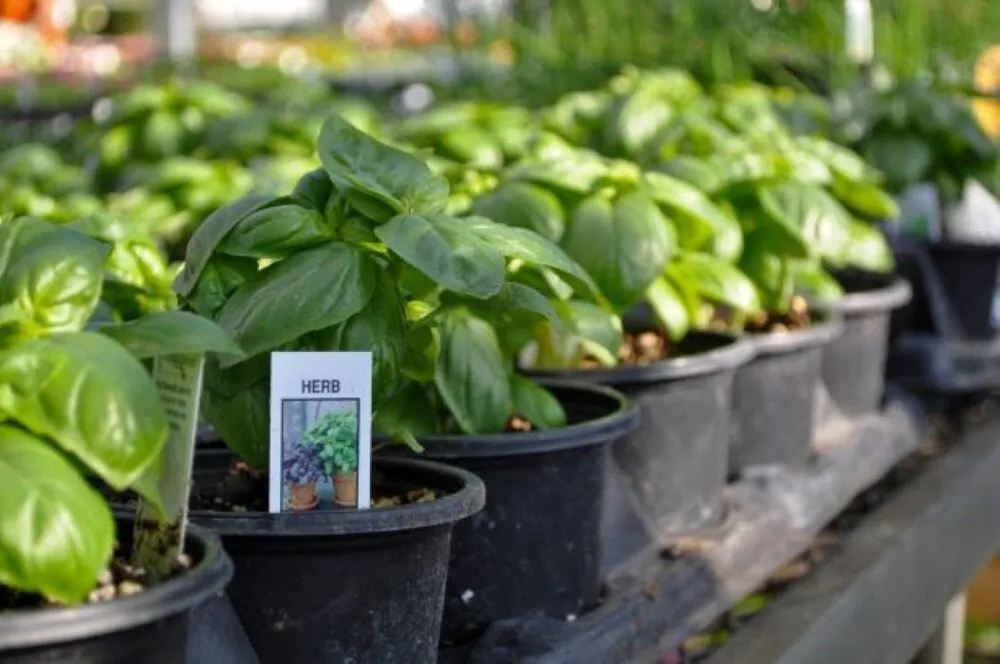 Expert landscaping services in Maple Grove, MN by Lynde Greenhouse & Nursery