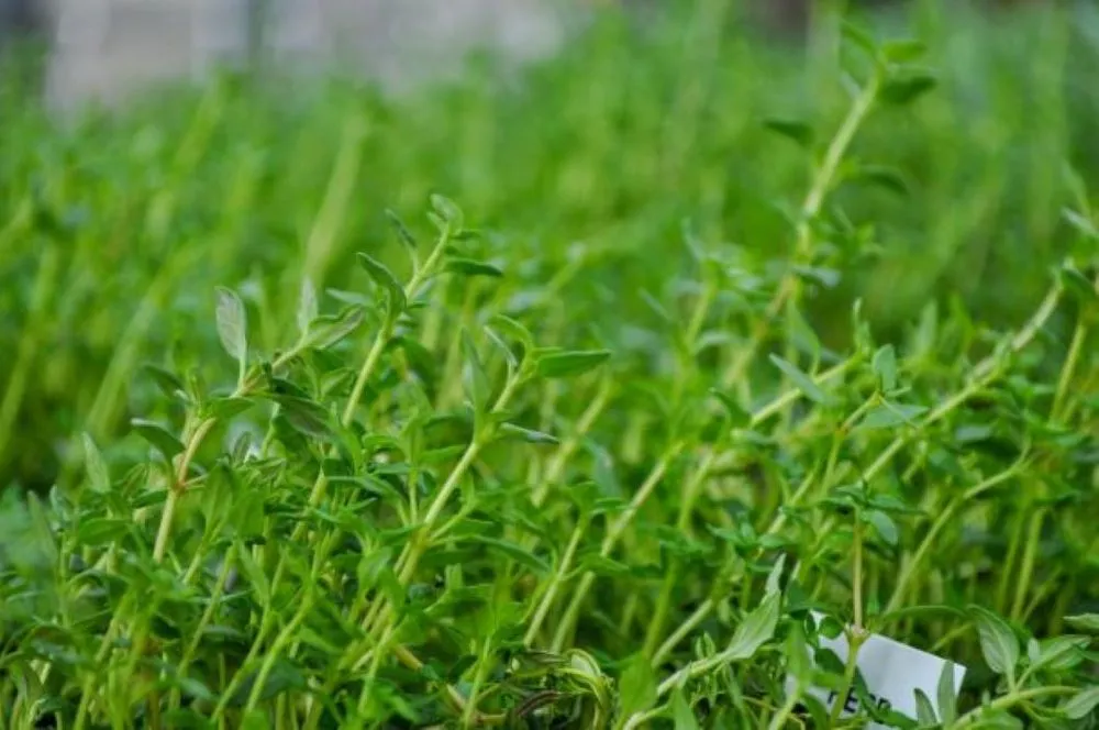 Expert yard maintenance in Maple Grove, MN by Lynde Greenhouse & Nursery