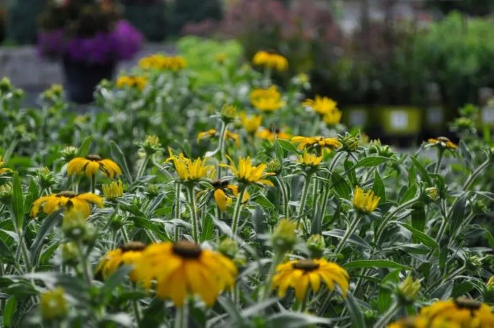 Custom landscape design for homes across Maple Grove, MN - Lynde Greenhouse & Nursery