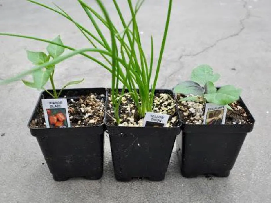 Reliable lawn mowing service experts serving Maple Grove, MN - Lynde Greenhouse & Nursery