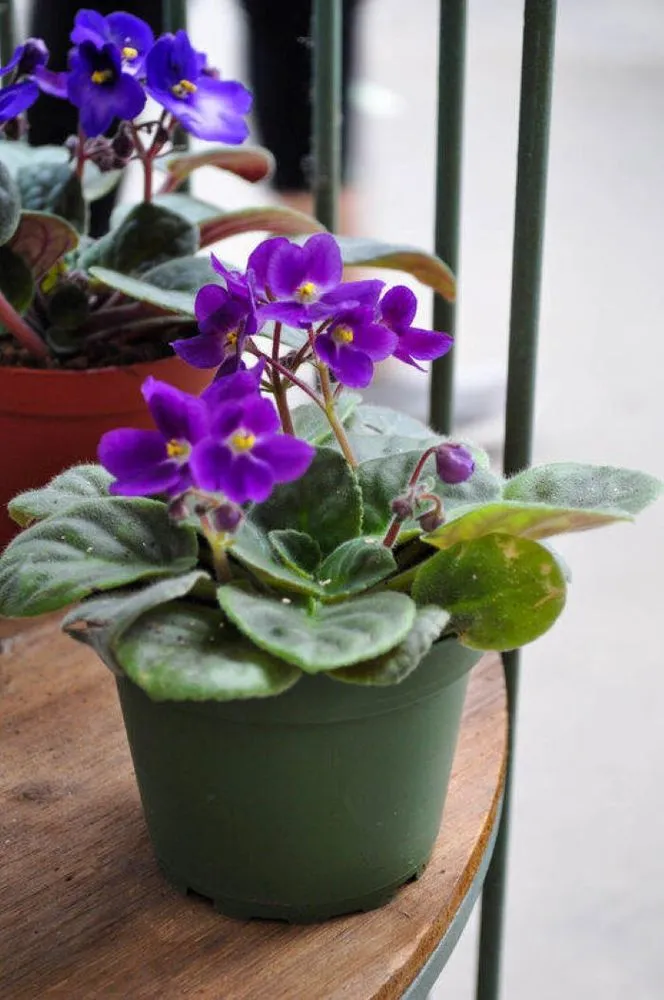 Local landscape installation in Maple Grove, MN - Lynde Greenhouse & Nursery