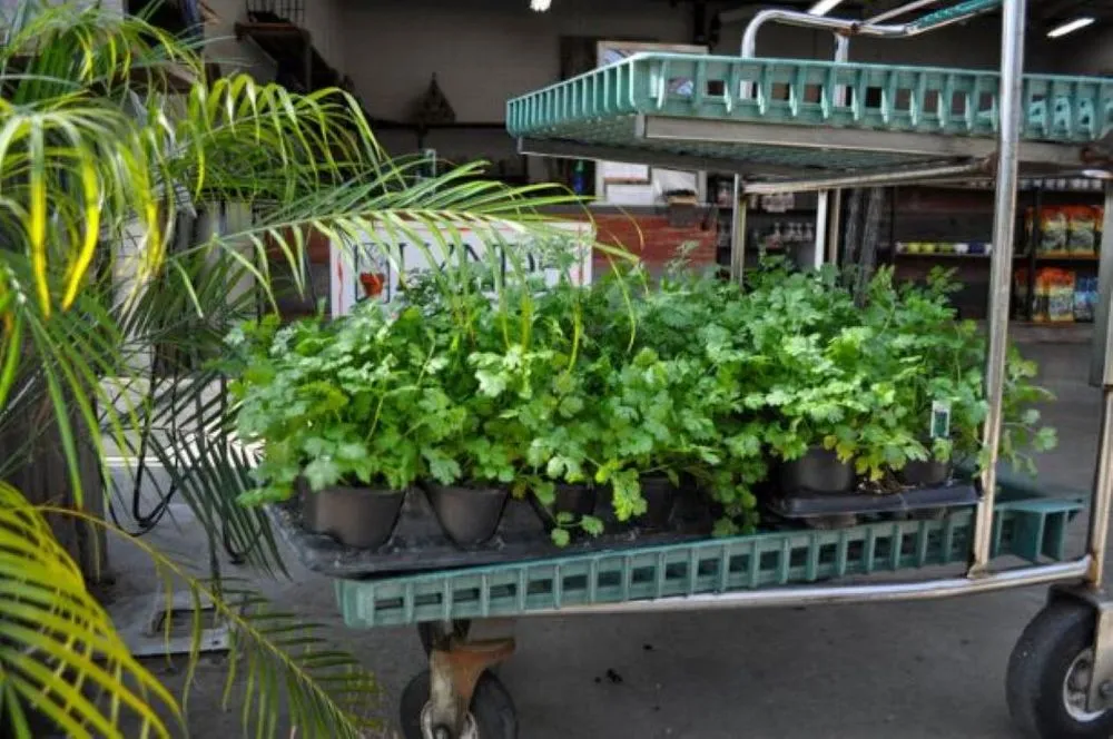 Trusted landscape installation experts serving Maple Grove, MN - Lynde Greenhouse & Nursery