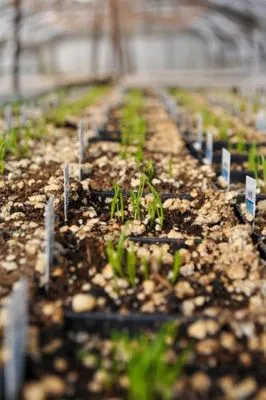 Lynde Greenhouse & Nursery
