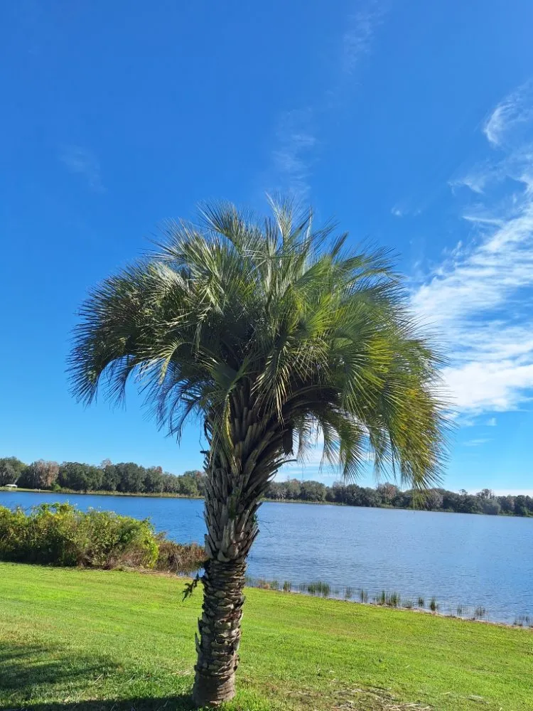 Reliable landscape design experts serving Lakeland, FL - Lynn's Landscaping