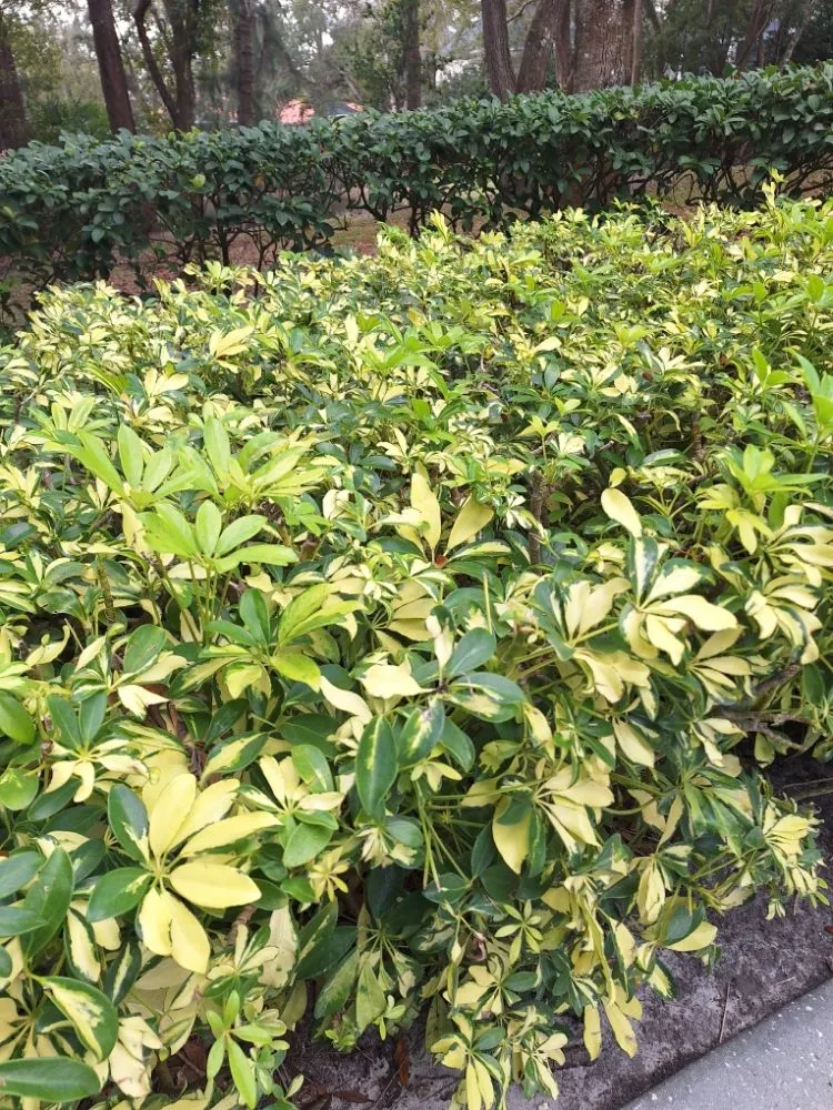 Custom landscape installation in Lakeland, FL - Lynn's Landscaping