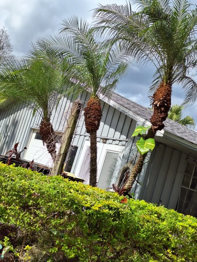 Reliable outdoor landscaping for homes across Lakeland, FL - Lynn's Landscaping