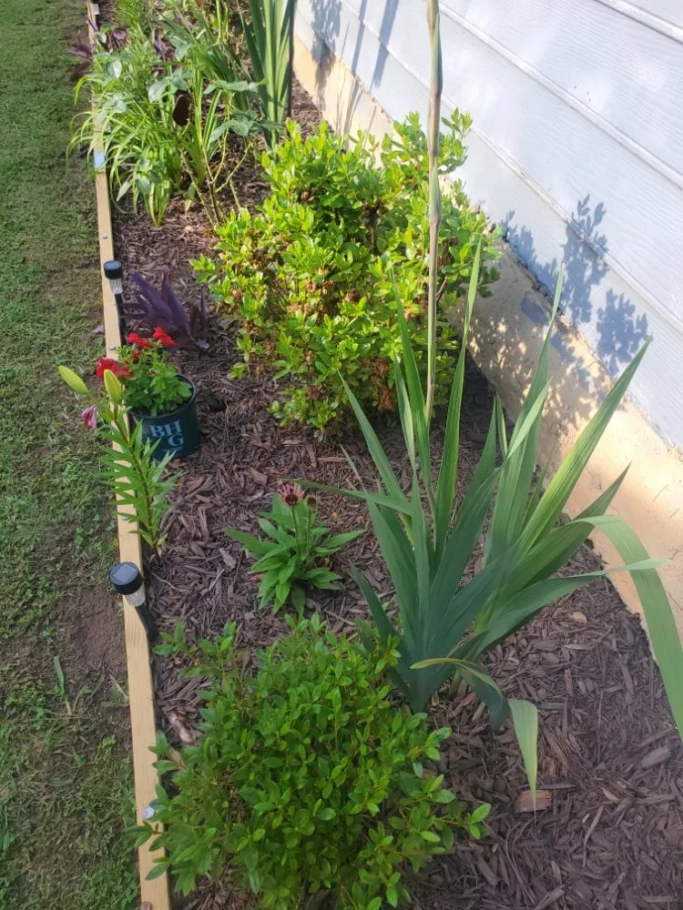 Trusted lawn mowing service experts serving Jonesboro, GA - Lynxlawnservice