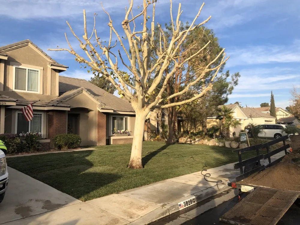 Local landscape installation in Santa Clarita, CA by Lyon Landscaping