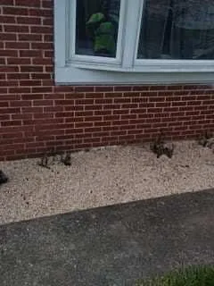 Custom yard maintenance for residential properties in Lancaster, PA by Lyons & Martin Landscaping