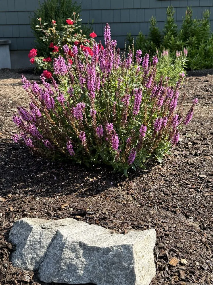 Local lawn mowing service near you in Topsham, ME by Lyons Fence and Landscapes