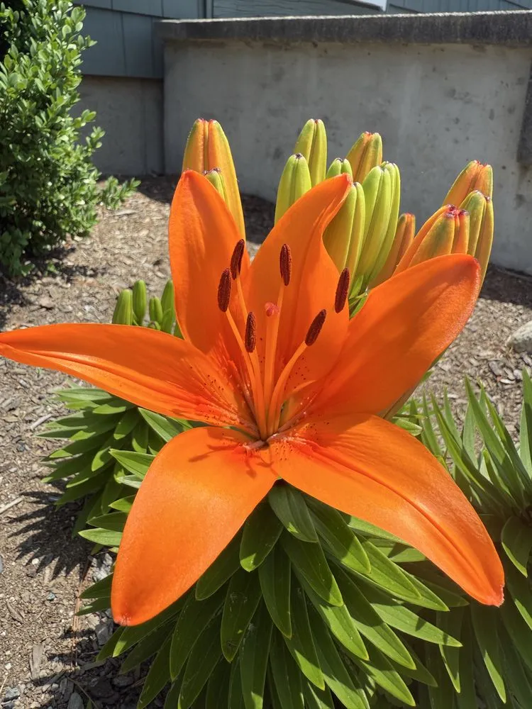 Local landscape installation for residential properties in Topsham, ME by Lyons Fence and Landscapes