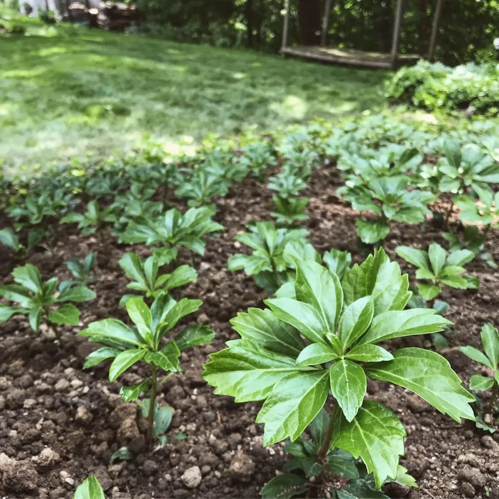 Local outdoor landscaping experts serving Irwin, PA - Lyons Landscapes