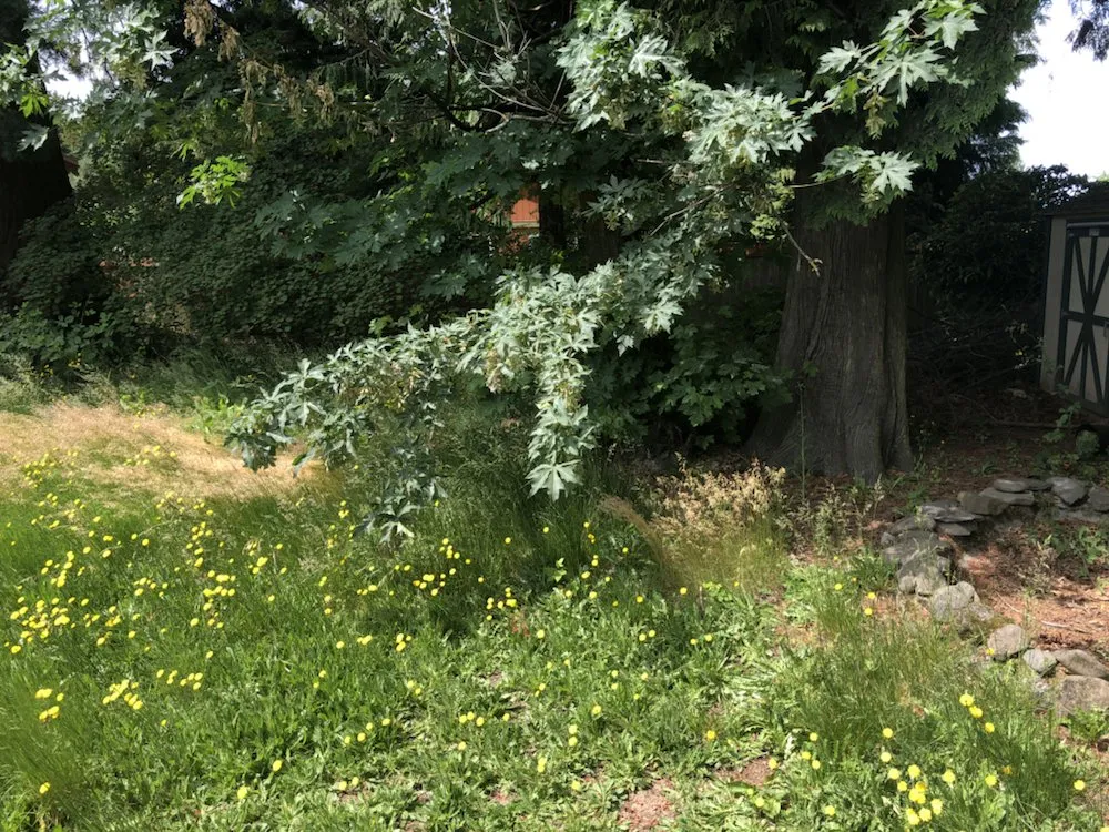 Custom lawn care service experts serving Stevenson, WA - Lyons Lawn Care