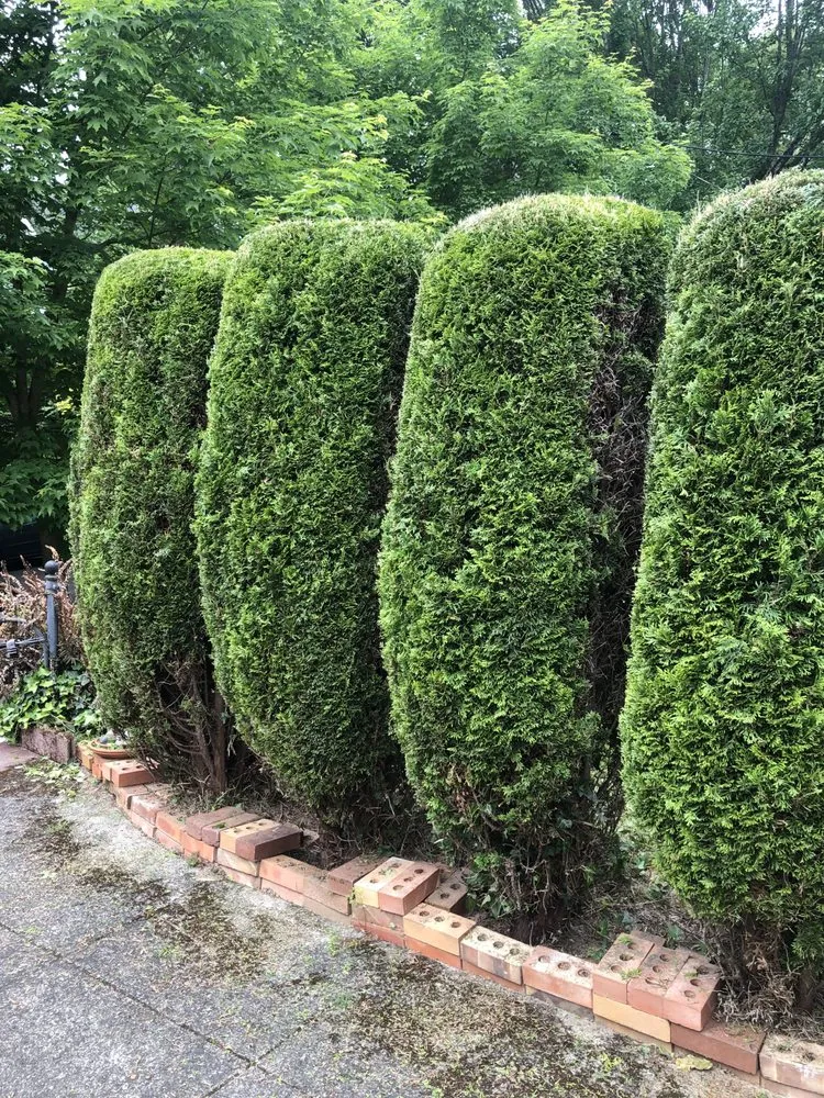 Trusted yard maintenance near you in Stevenson, WA by Lyons Lawn Care