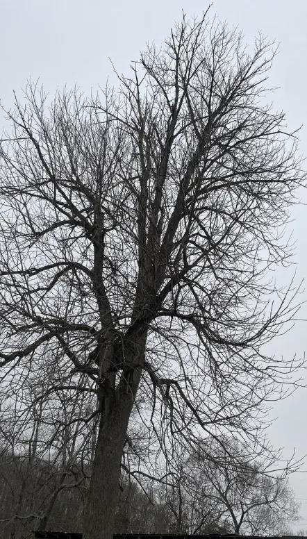 Custom landscaping services in Kingsport, TN - Lyons Outdoor Services