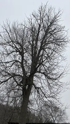 Lyons Outdoor Services Logo