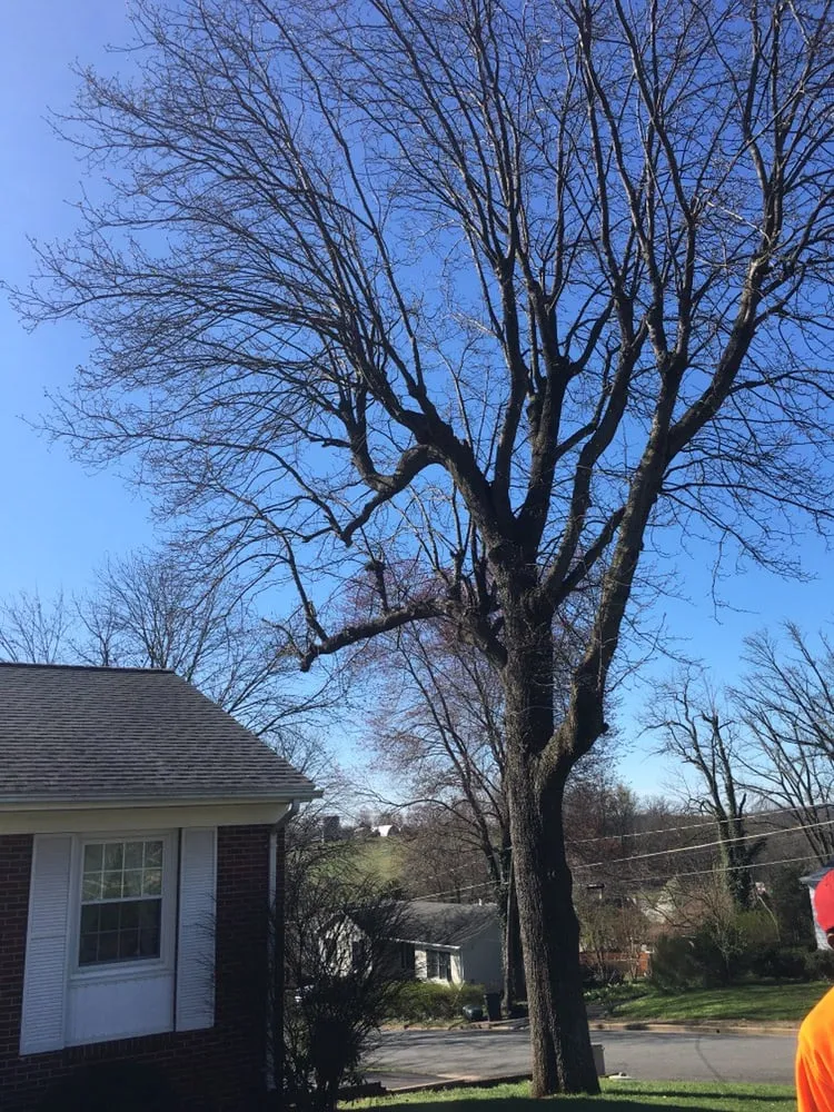 Reliable lawn mowing service experts serving Richmond, VA - Lyric's Lawn & Home Care