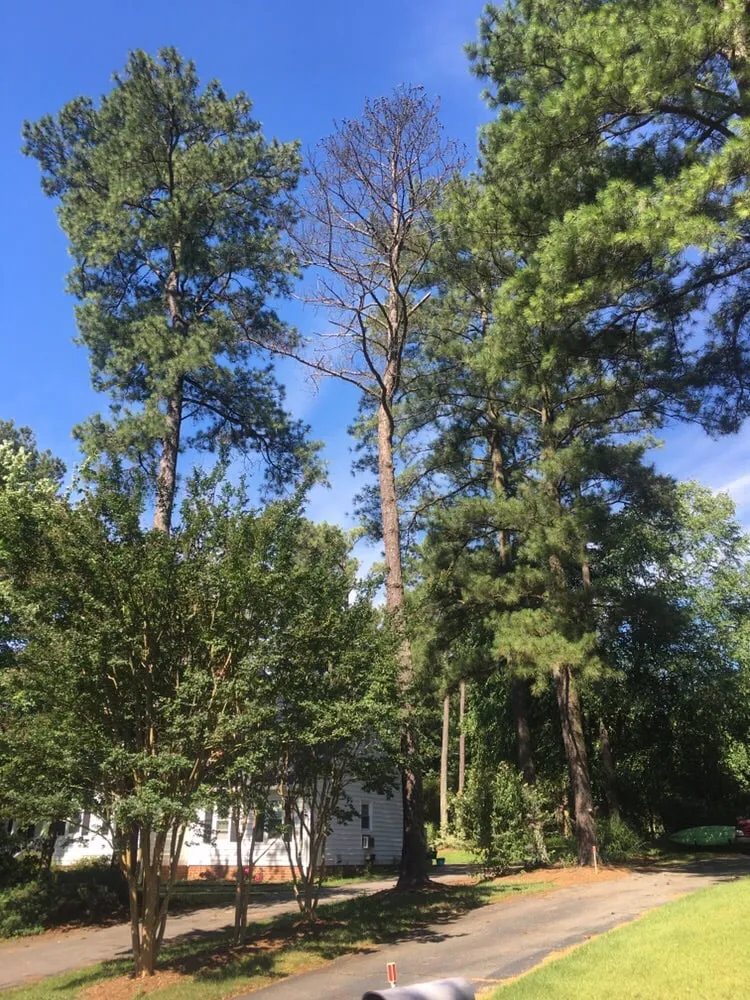 Reliable garden landscaping in Richmond, VA - Lyric's Lawn & Home Care