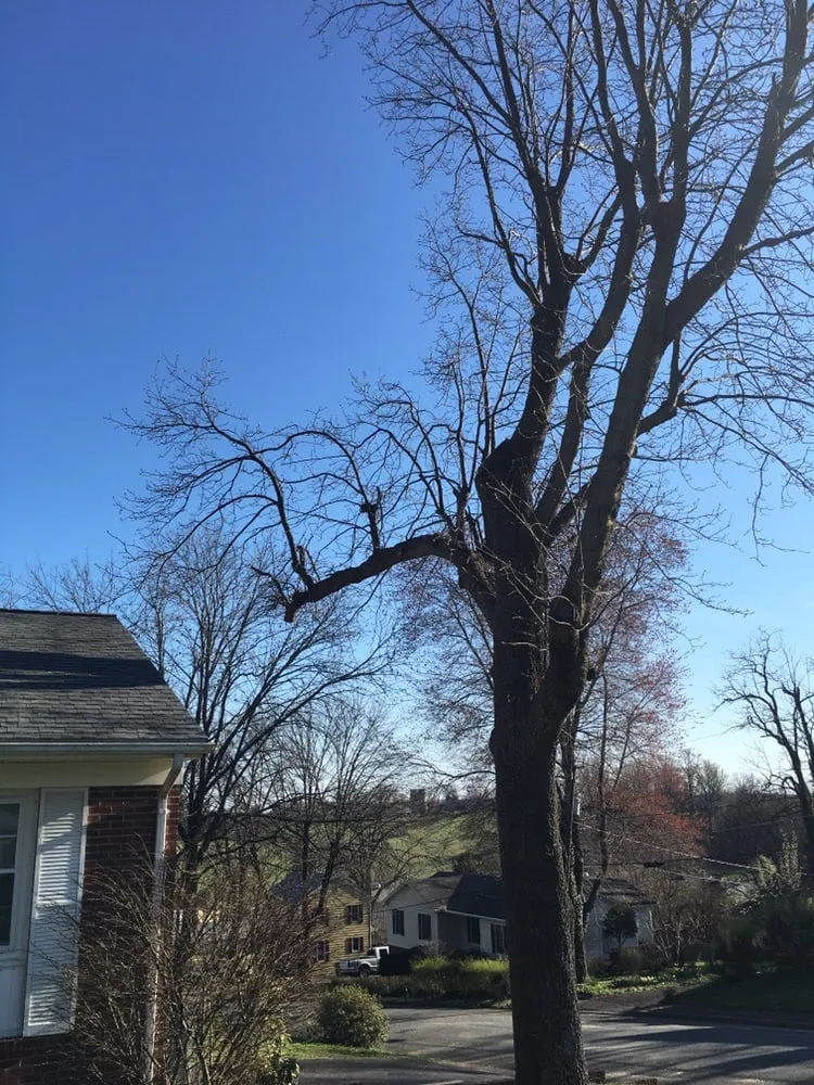 Professional lawn care service with custom design across Richmond, VA - Lyric's Lawn & Home Care