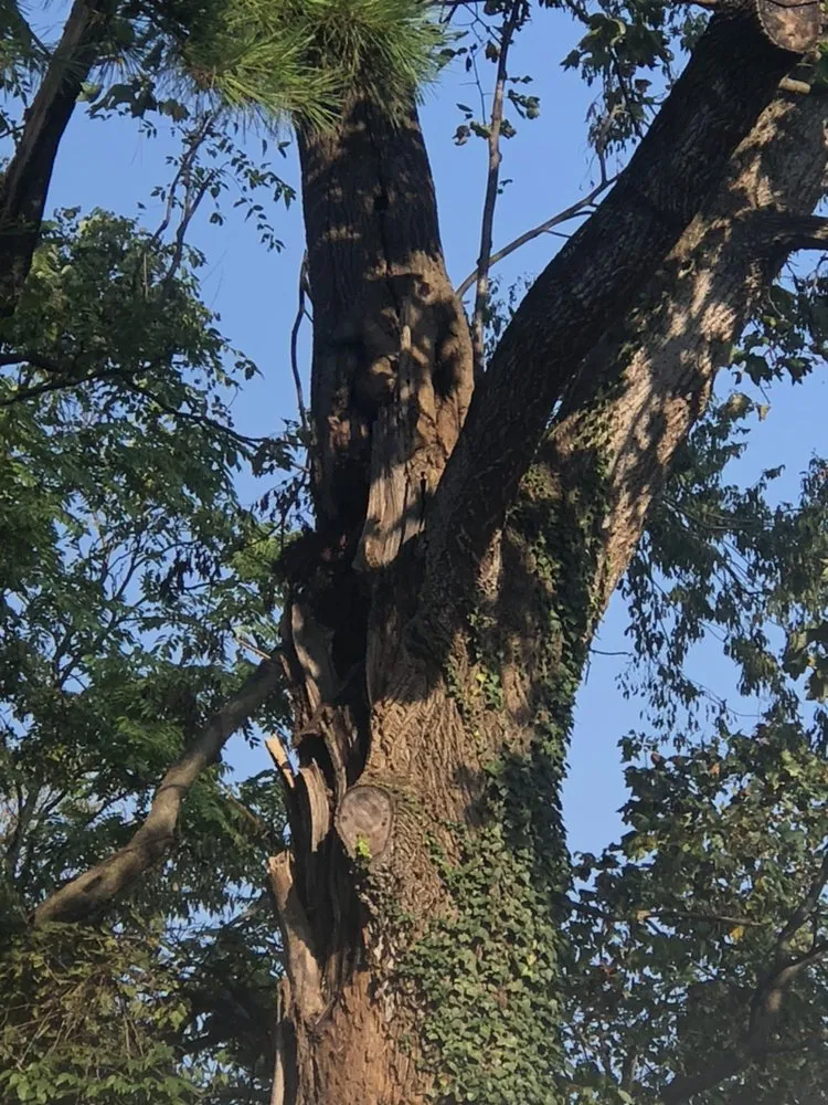 Top-rated landscape design in Richmond, VA by Lyric's Lawn & Home Care