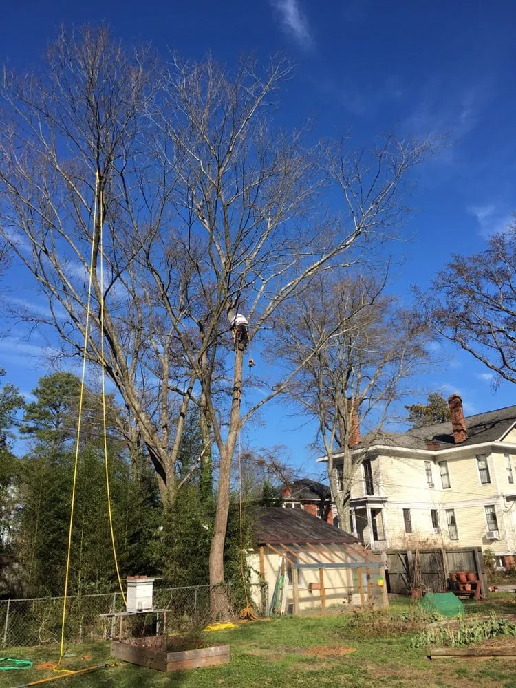 Expert yard maintenance experts serving Richmond, VA - Lyric's Lawn & Home Care