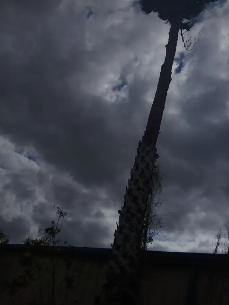 Custom residential landscaping in Rio Hondo, TX - M & A Lawn Care And Welding