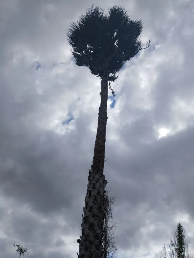 Affordable garden landscaping in Rio Hondo, TX by M & A Lawn Care And Welding