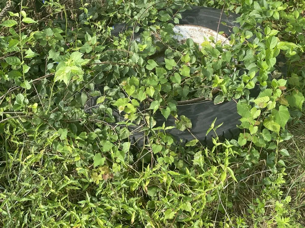 Top-rated yard maintenance experts serving Baltimore, MD - M & C Thompson Services