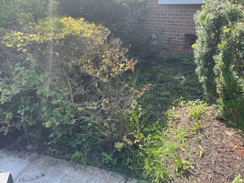 Local landscaping services for beautiful yards in Baltimore, MD by M & C Thompson Services