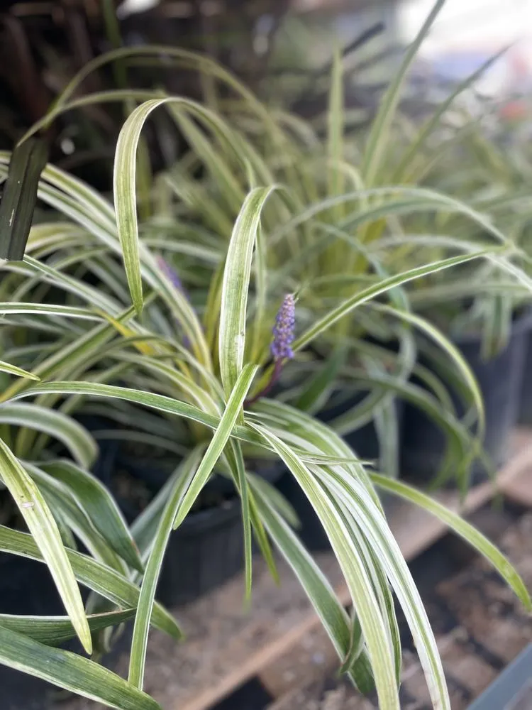 Trusted landscape design experts serving Brooklyn, NY - M & D Nursery & Equipment