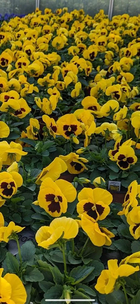 Custom lawn mowing service in Brooklyn, NY - M & D Nursery & Equipment