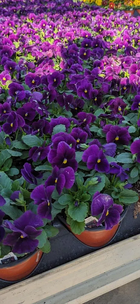 Local landscape installation near you in Brooklyn, NY by M & D Nursery & Equipment