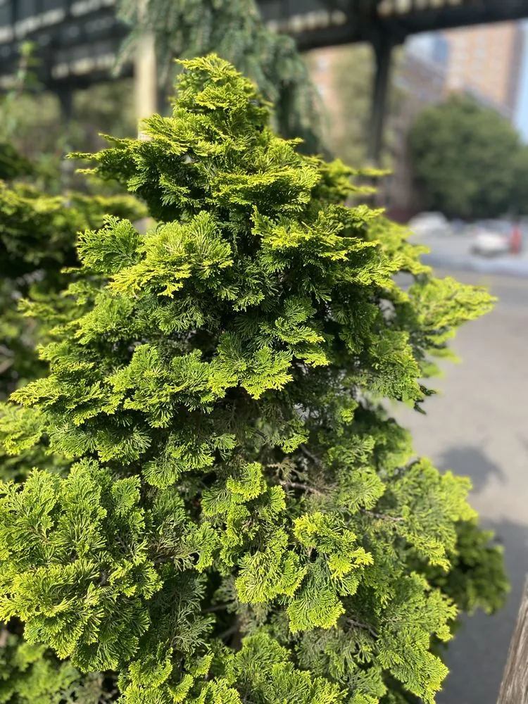 Affordable residential landscaping for year-round maintenance across Brooklyn, NY - M & D Nursery & Equipment