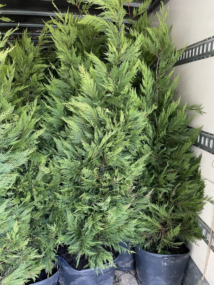 Affordable landscape design in Brooklyn, NY by M & D Nursery & Equipment