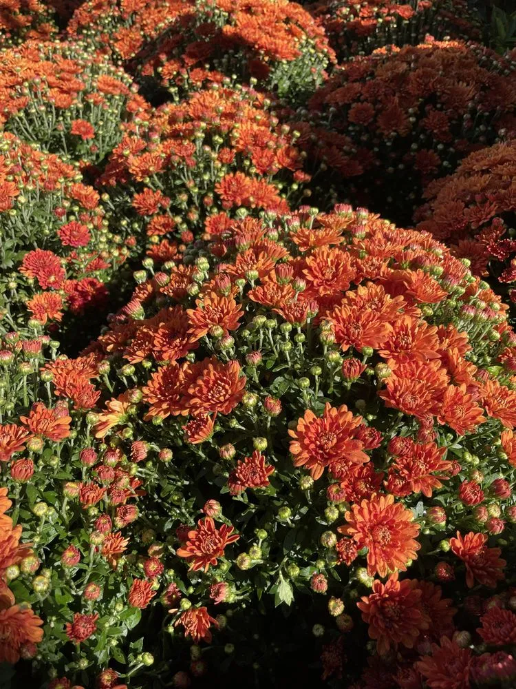 Top-rated residential landscaping in Brooklyn, NY by M & D Nursery & Equipment