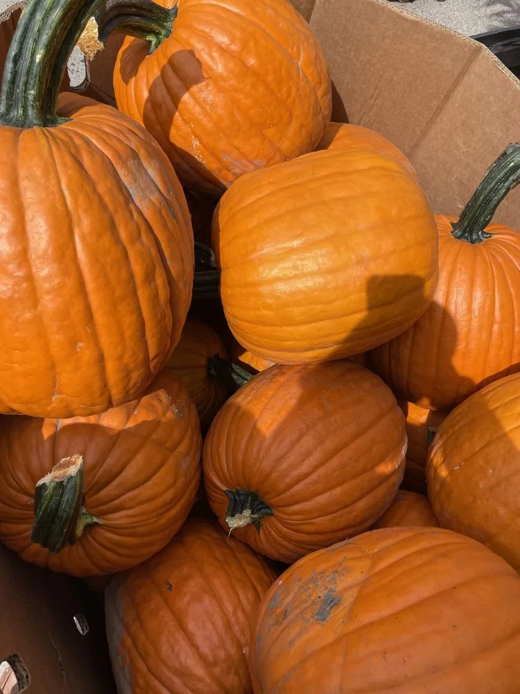 Expert landscaping services with custom design in Brooklyn, NY by M & D Nursery & Equipment