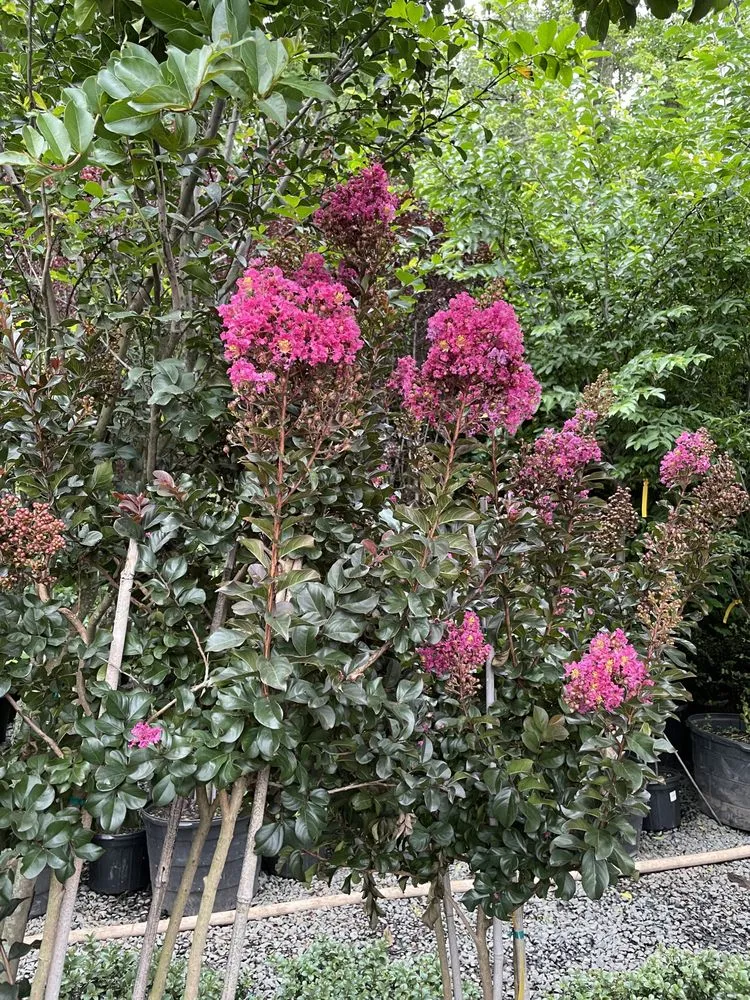 Reliable residential landscaping with custom design in Brooklyn, NY by M & D Nursery & Equipment