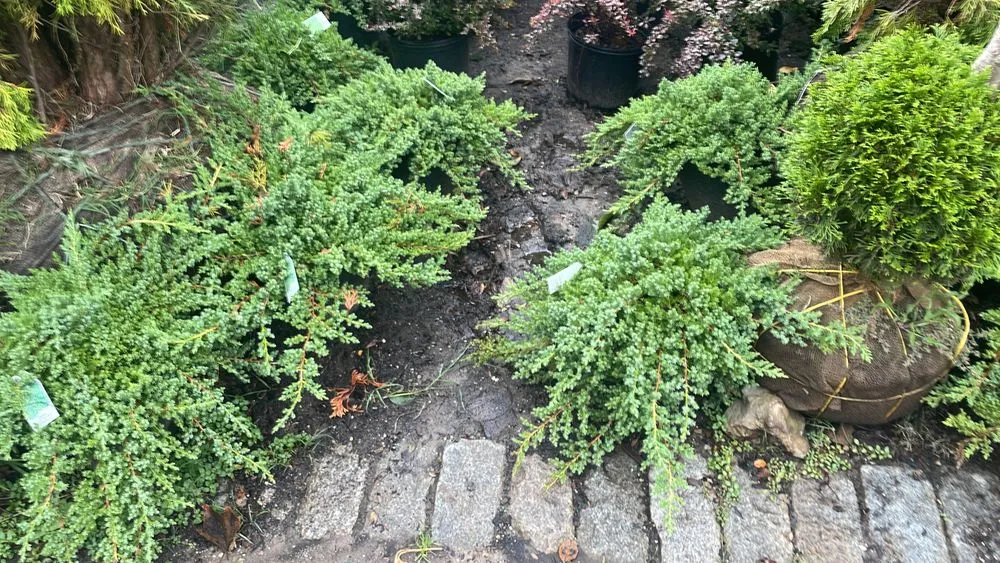 Custom yard maintenance for homes across Brooklyn, NY - M & D Nursery & Equipment