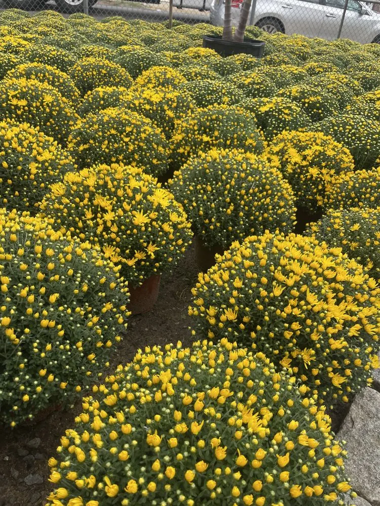 Expert garden landscaping experts serving Brooklyn, NY - M & D Nursery & Equipment