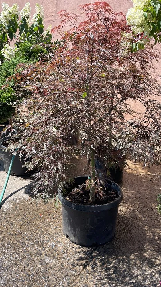 Custom landscape design in Brooklyn, NY - M & D Nursery & Equipment