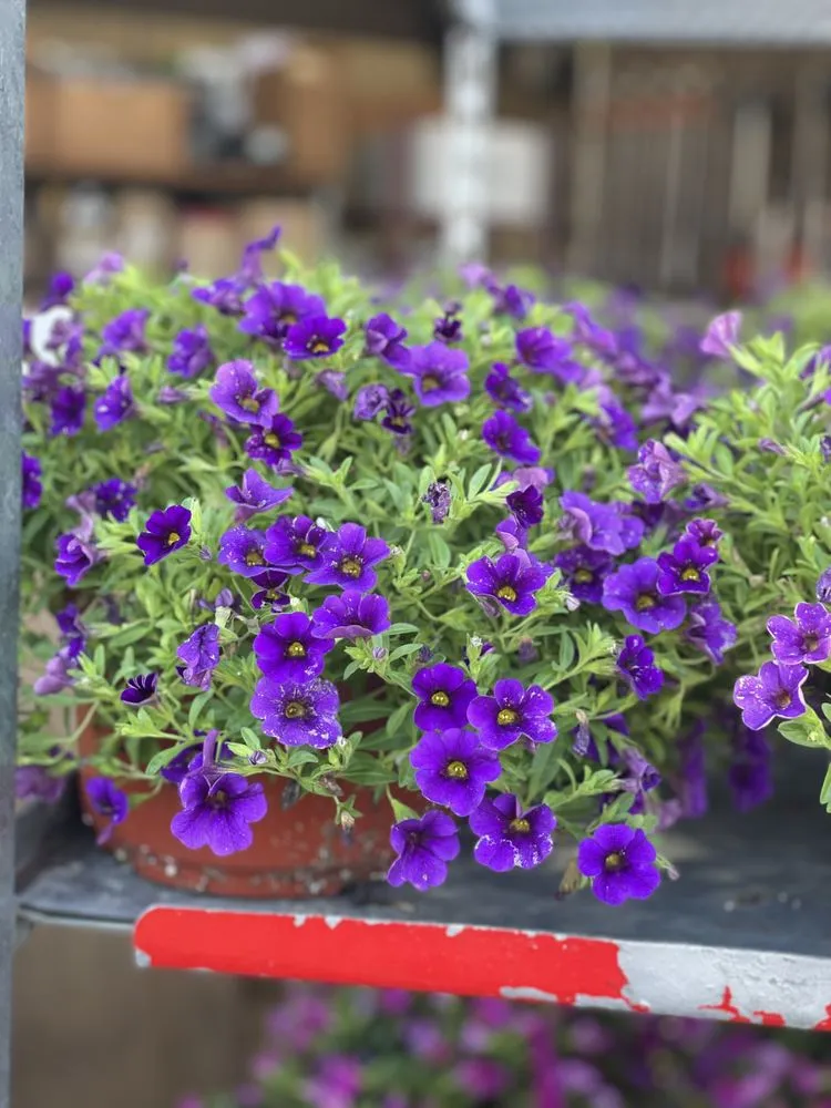 Professional lawn mowing service experts serving Brooklyn, NY - M & D Nursery & Equipment