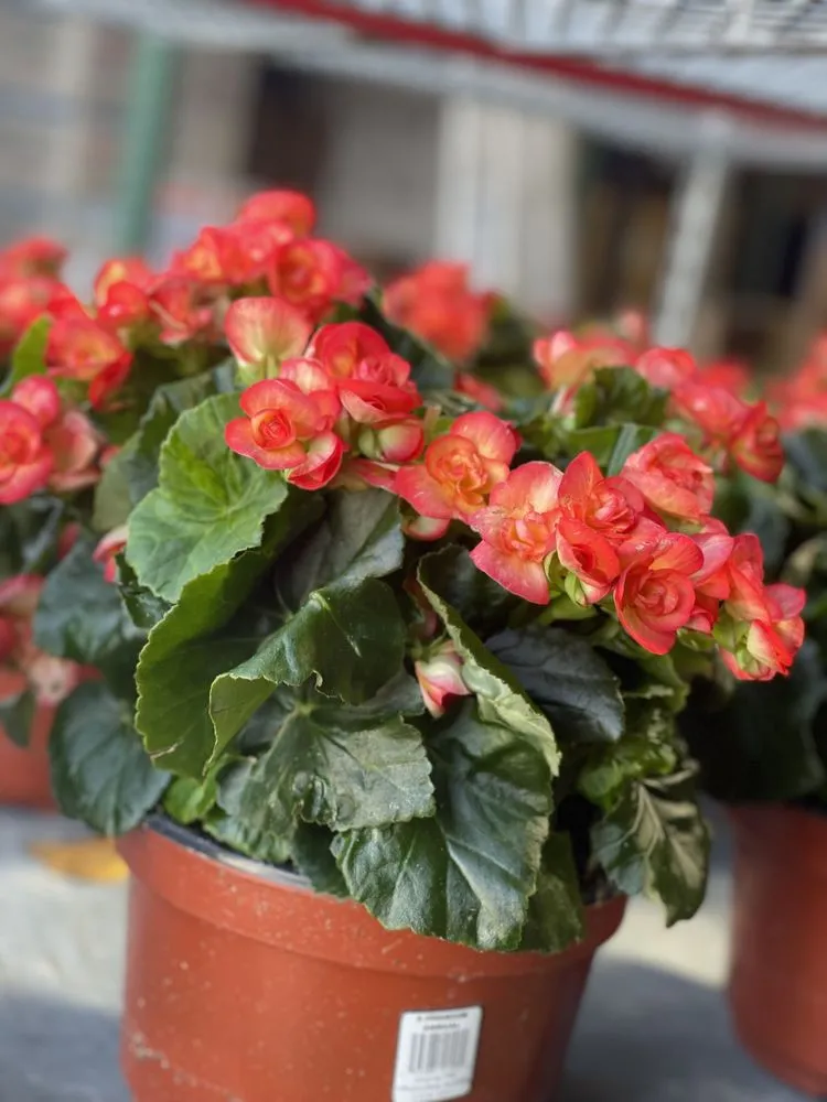 Local landscape design for residential properties in Brooklyn, NY by M & D Nursery & Equipment