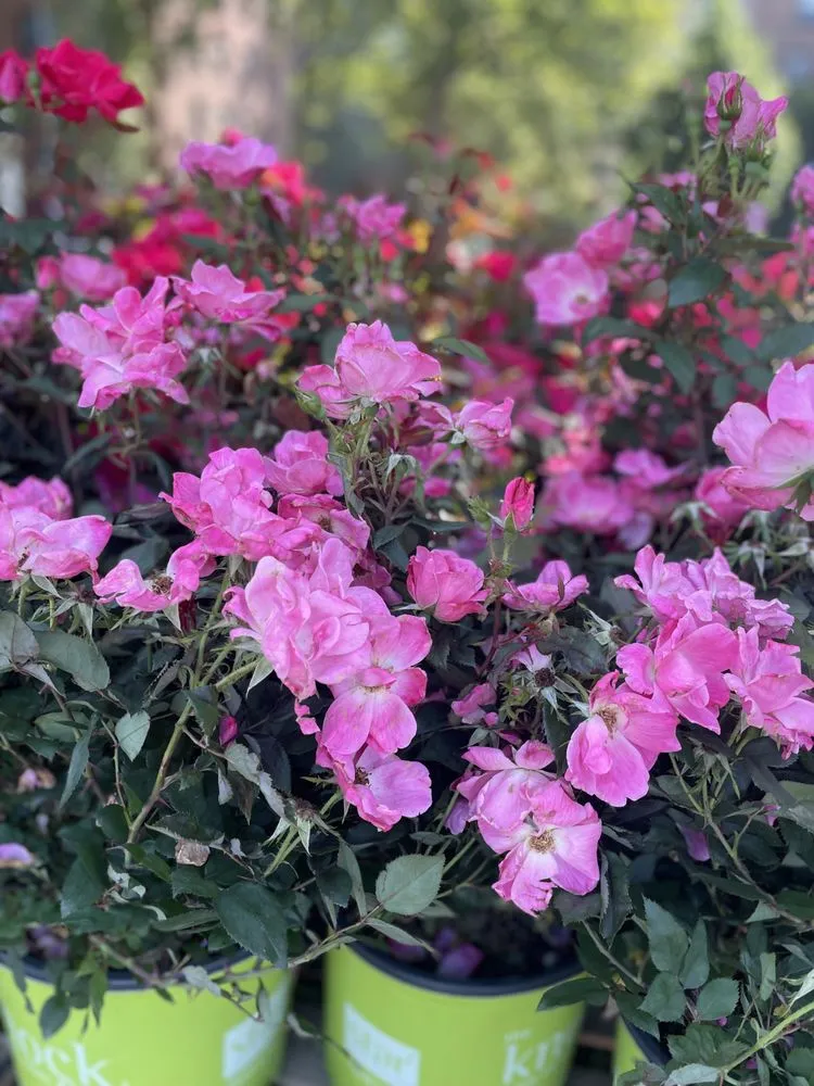 Affordable lawn care service experts serving Brooklyn, NY - M & D Nursery & Equipment