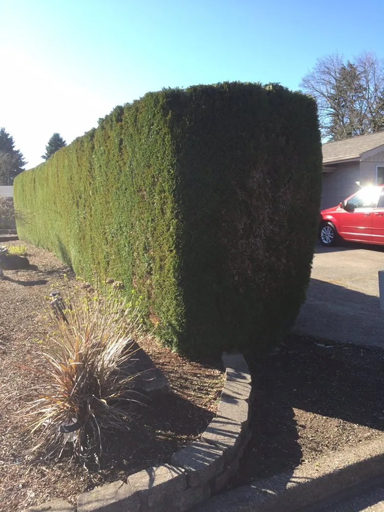 Professional yard maintenance for outdoor upgrades in Springfield, OR by M & I Lawn and Landscape