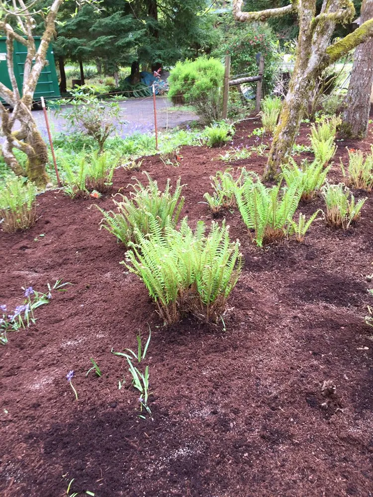 Top-rated landscape design in Springfield, OR - M & I Lawn and Landscape