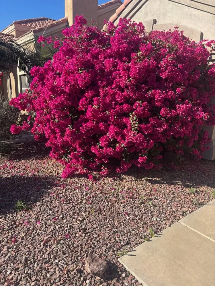 Custom yard maintenance with custom design in Queen Creek, AZ by M & J Landscaping Management